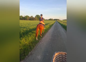 Deutsches Reitpony, Wallach, 8 Jahre, 148 cm, Fuchs