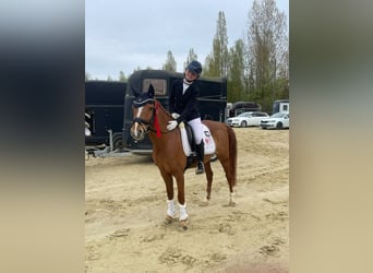 Deutsches Reitpony, Wallach, 8 Jahre, 148 cm, Fuchs