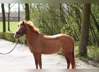 Deutsches Reitpony, Wallach, 8 Jahre, 148 cm, Fuchs