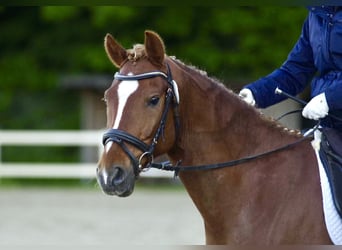 Deutsches Reitpony, Wallach, 8 Jahre, 148 cm, Fuchs