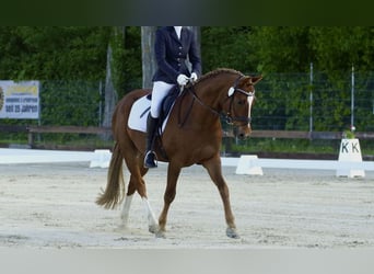 Deutsches Reitpony, Wallach, 8 Jahre, 148 cm, Fuchs
