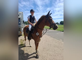 Deutsches Reitpony, Wallach, 8 Jahre, 148 cm, Fuchs