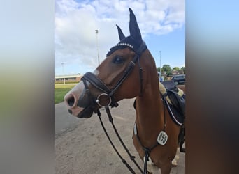 Deutsches Reitpony, Wallach, 8 Jahre, 148 cm, Fuchs