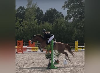 Deutsches Reitpony, Wallach, 8 Jahre, 148 cm, Fuchs