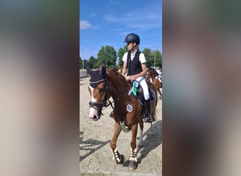 Deutsches Reitpony, Wallach, 8 Jahre, 148 cm, Fuchs