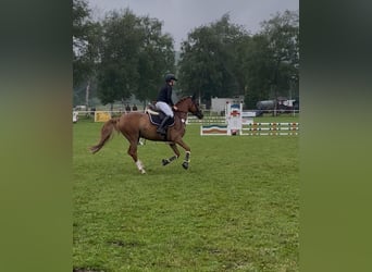 Deutsches Reitpony, Wallach, 8 Jahre, 148 cm, Fuchs
