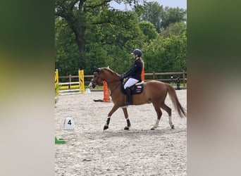 Deutsches Reitpony, Wallach, 8 Jahre, 148 cm, Fuchs