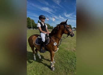 Deutsches Reitpony, Wallach, 8 Jahre, 148 cm, Fuchs