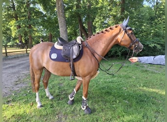 Deutsches Reitpony, Wallach, 8 Jahre, 148 cm, Fuchs