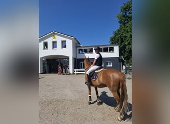 Deutsches Reitpony, Wallach, 8 Jahre, 148 cm, Fuchs