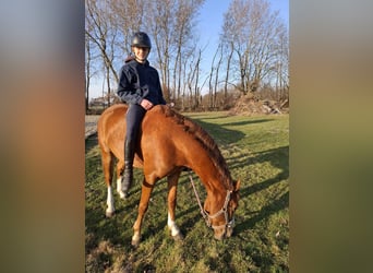 Deutsches Reitpony, Wallach, 8 Jahre, 148 cm, Fuchs