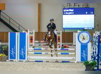Deutsches Reitpony, Wallach, 8 Jahre, 148 cm, Fuchs
