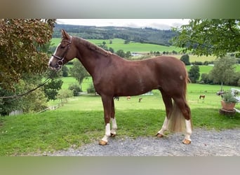 Deutsches Reitpony, Wallach, 8 Jahre, 148 cm, Fuchs