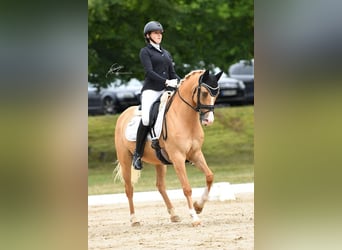 Deutsches Reitpony, Wallach, 8 Jahre, 148 cm, Palomino