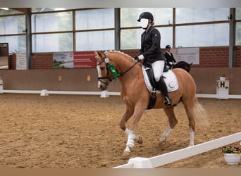 Deutsches Reitpony, Wallach, 8 Jahre, 148 cm, Palomino