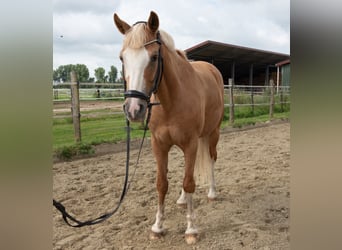 Deutsches Reitpony, Wallach, 8 Jahre, 148 cm, Palomino