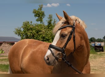 Deutsches Reitpony, Wallach, 8 Jahre, 148 cm, Palomino