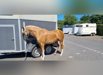 Deutsches Reitpony, Wallach, 8 Jahre, 148 cm, Palomino