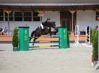 Deutsches Reitpony, Wallach, 8 Jahre, 148 cm, Rappe