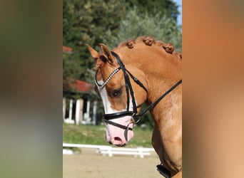 Deutsches Reitpony, Wallach, 8 Jahre, 148 cm, Red Dun