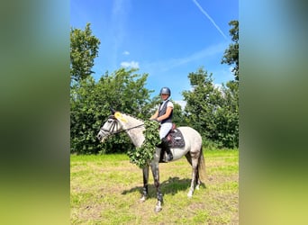 Deutsches Reitpony, Wallach, 8 Jahre, 148 cm, Schimmel