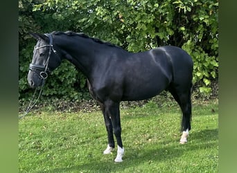 Deutsches Reitpony, Wallach, 8 Jahre, 148 cm, Schwarzbrauner