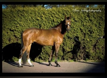 Deutsches Reitpony, Wallach, 8 Jahre, 150 cm, Brauner