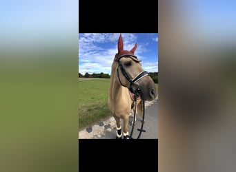Deutsches Reitpony, Wallach, 8 Jahre, 150 cm, Palomino