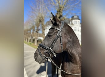 Deutsches Reitpony, Wallach, 8 Jahre, 150 cm, Rappe