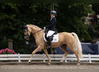 Deutsches Reitpony, Wallach, 8 Jahre, 152 cm, Palomino
