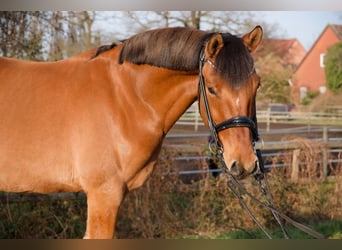 Deutsches Reitpony, Wallach, 8 Jahre, 153 cm, Brauner