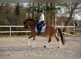 Deutsches Reitpony, Wallach, 8 Jahre, 153 cm
