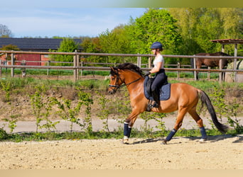 Deutsches Reitpony, Wallach, 8 Jahre, 153 cm, Falbe