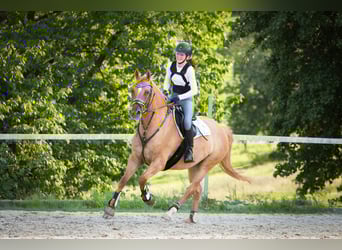 Deutsches Reitpony, Wallach, 8 Jahre, 153 cm, Falbe