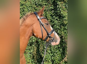 Deutsches Reitpony, Wallach, 8 Jahre, 153 cm, Fuchs