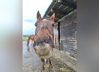 Deutsches Reitpony, Wallach, 8 Jahre, 154 cm, Dunkelfuchs
