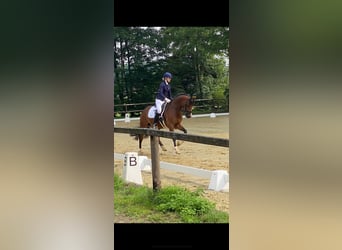 Deutsches Reitpony, Wallach, 8 Jahre, 155 cm, Dunkelbrauner
