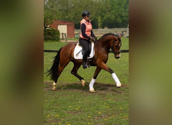 Deutsches Reitpony, Wallach, 8 Jahre, 155 cm, Dunkelbrauner