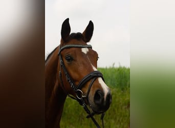 Deutsches Reitpony, Wallach, 8 Jahre, 155 cm, Dunkelbrauner