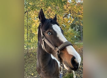 Deutsches Reitpony Mix, Wallach, 8 Jahre, 155 cm, Schecke