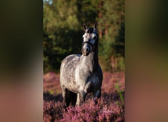 Deutsches Reitpony, Wallach, 8 Jahre, 155 cm, Schimmel