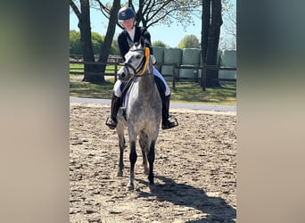 Deutsches Reitpony, Wallach, 8 Jahre, 155 cm, Schimmel