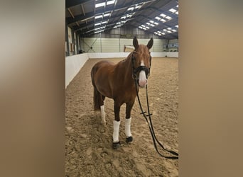 Deutsches Reitpony, Wallach, 8 Jahre, 156 cm, Dunkelfuchs
