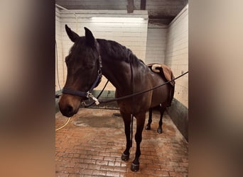 Deutsches Reitpony, Wallach, 8 Jahre, 158 cm