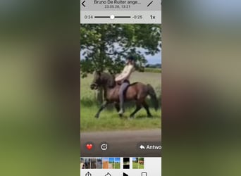 Deutsches Reitpony Mix, Wallach, 9 Jahre, 115 cm, Dunkelbrauner