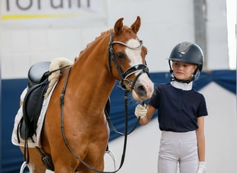 Deutsches Reitpony, Wallach, 9 Jahre, 127 cm, Fuchs