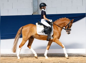 Deutsches Reitpony, Wallach, 9 Jahre, 127 cm, Fuchs