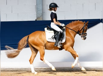 Deutsches Reitpony, Wallach, 9 Jahre, 127 cm, Fuchs