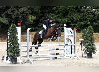 Deutsches Reitpony Mix, Wallach, 9 Jahre, 135 cm, Rappe