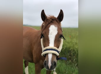 Deutsches Reitpony, Wallach, 9 Jahre, 136 cm, Fuchs